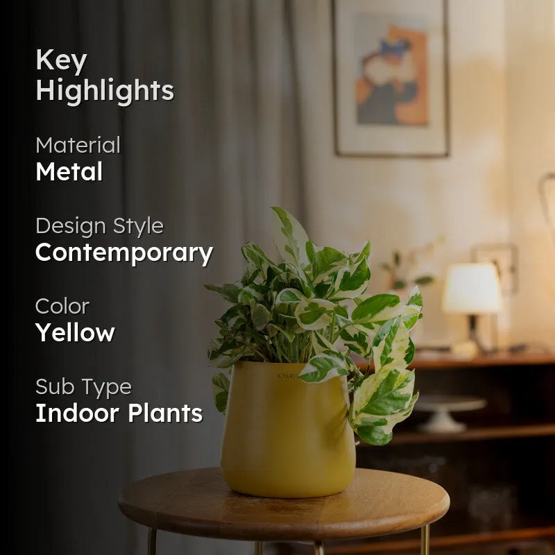 Kyari Money Plant With Metal Self Watering Pot - Yellow media 2
