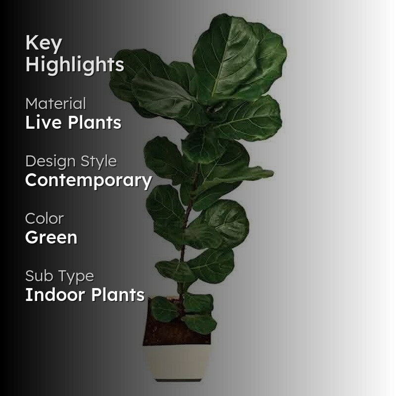 Ugaoo Ficus Lyrata Plant(Fiddle Leaf Fig) - 3.9 ft media 2