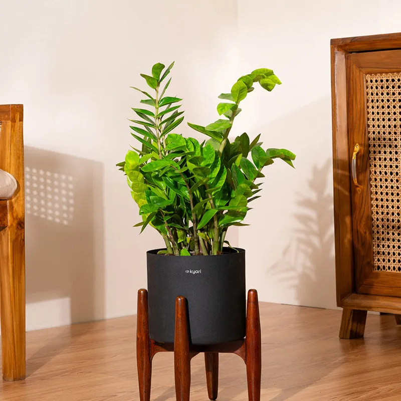 Kyari Green ZZ Plant With Metal Self Watering Pot (Black) media 1