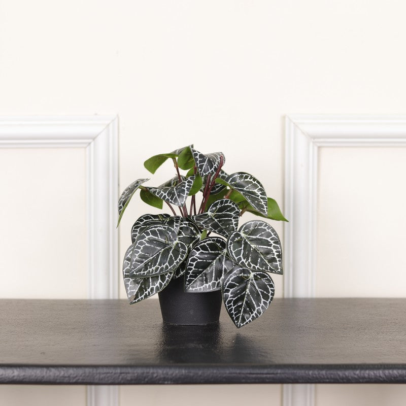 Artificial Philodendron Plant With Black Fiber Pot (Silver) - 0.6 Feet media 3