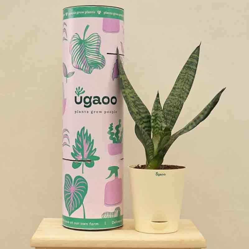 Ugaoo Sansevieria Superba Green - Snake Plant media 5