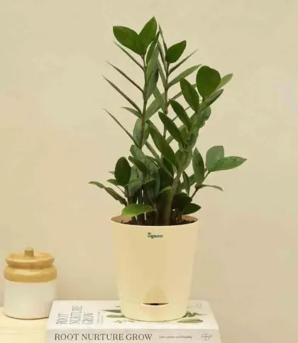 Live Plants