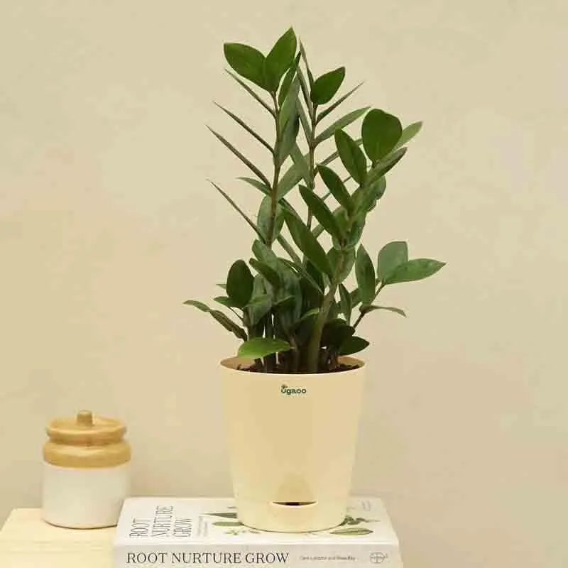 Ugaoo ZZ Plant - Medium media 1