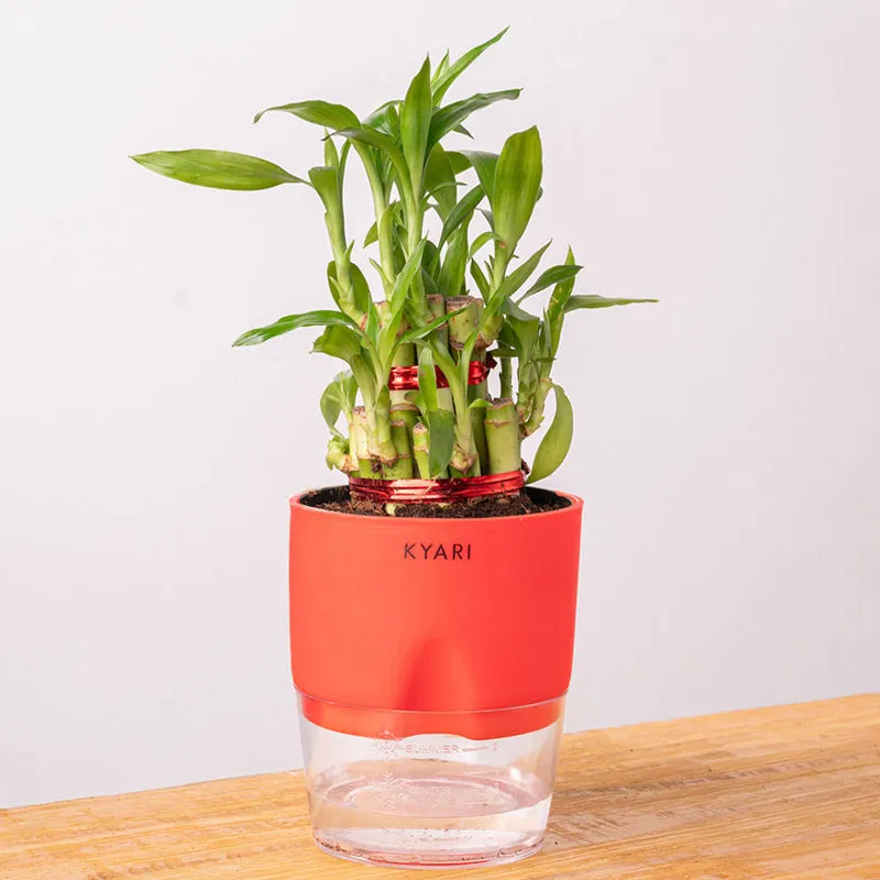 Kyari 2-Layer Lucky Bamboo With Self Watering Pot (Red) - 18 cm media 6
