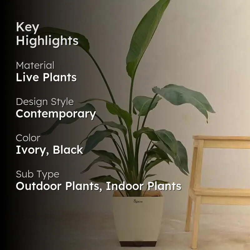 Ugaoo Bird of Paradise Plant - XL media 2