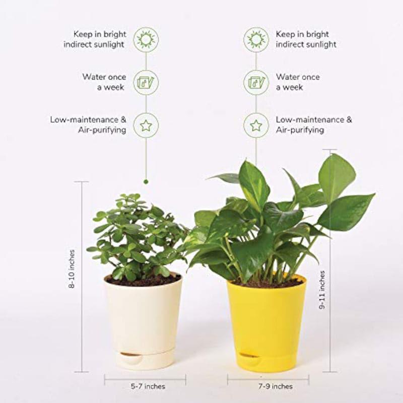 Ugaoo Jade & Variegated Money Indoor Plant With Pot - Set Of Two media 3