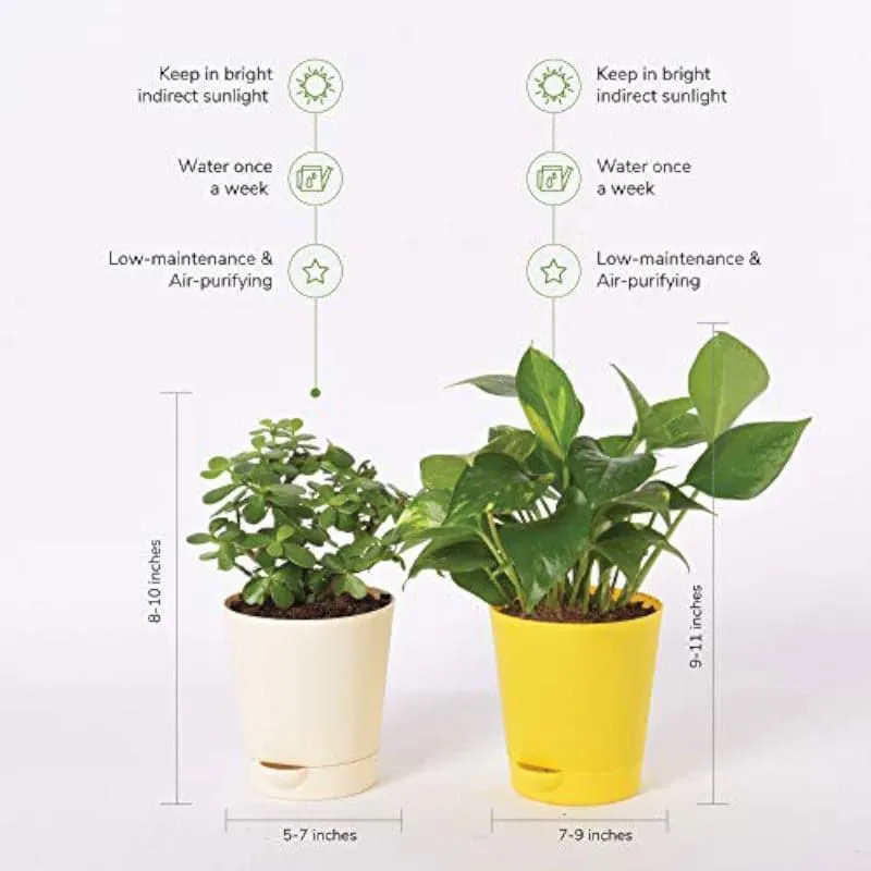 Two potted indoor plants shown with their differing heights