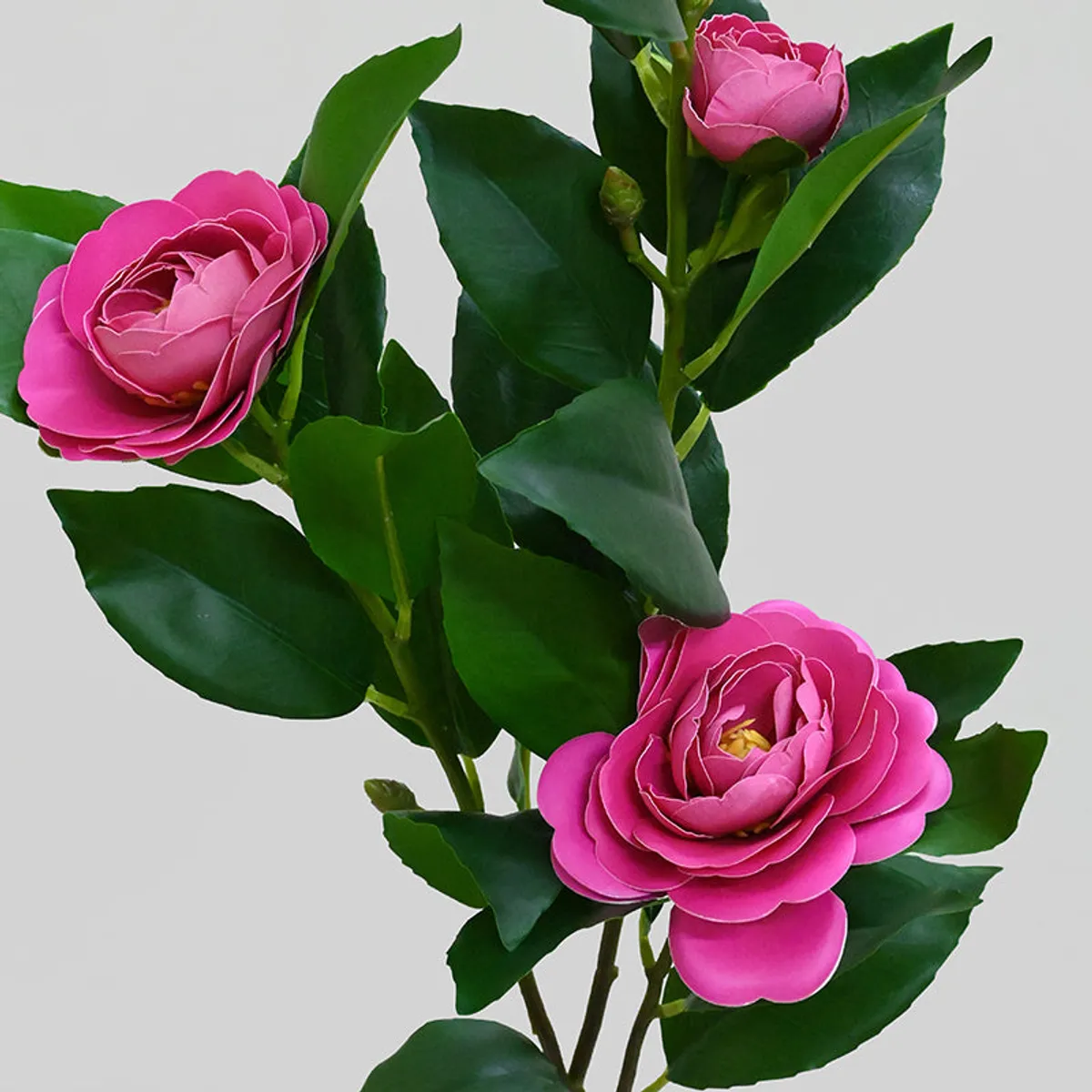 Close-up of layered dark pink rose blooms and green leaves