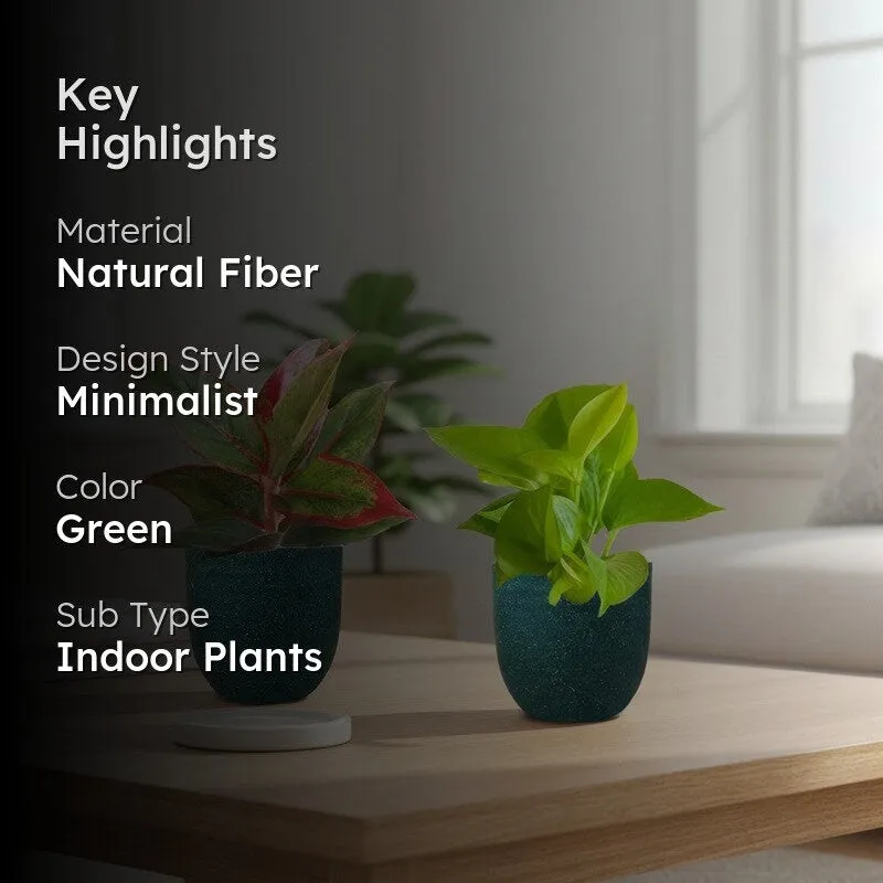 Greenkin Aglaonema & Golden Pothos Live Plants (Green) - Set Of Two media 2