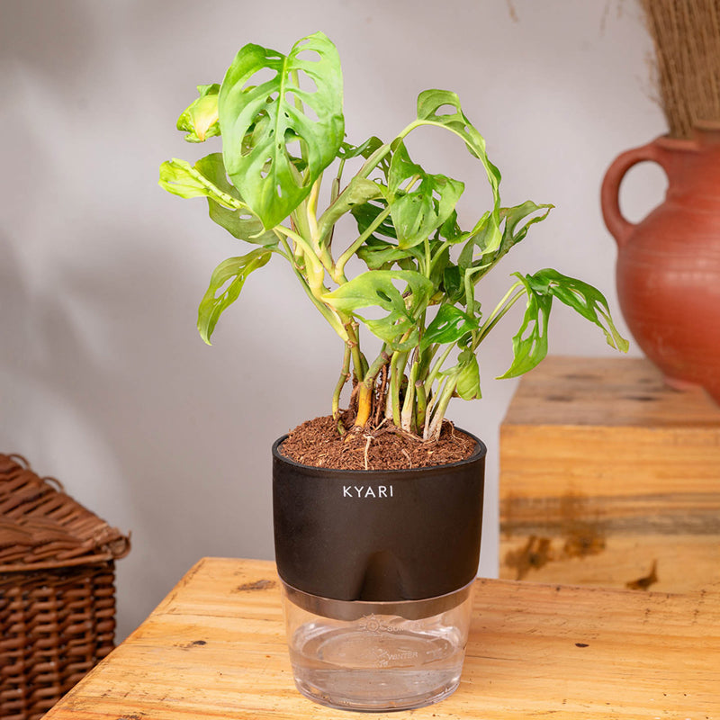 Kyari Philodendron/Broken Heart Plant With Self Watering Pot (Black) - 18 cm media 3