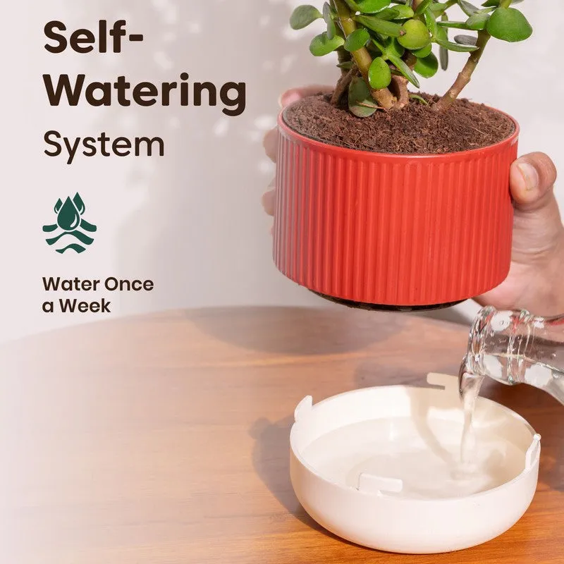 Kyari Money Plant with Self Watering Pot - Red - 3