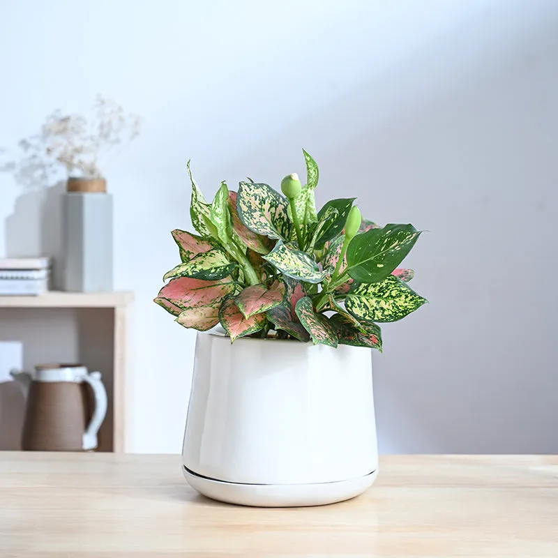 Ugaoo Captain Clay Ceramic Planter - White & Green media 2