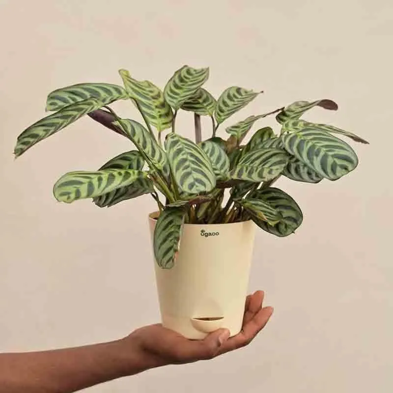 Ugaoo Calathea Burle Marxii Plant media 4