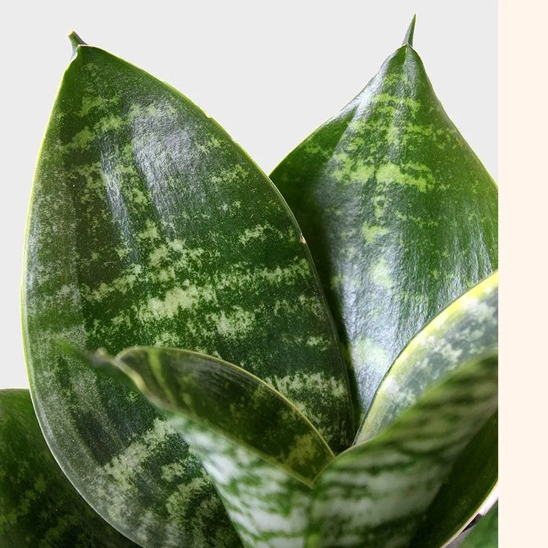 Greenkin Money Plant & Snake Live Plants (Green) - Set Of Two media 6
