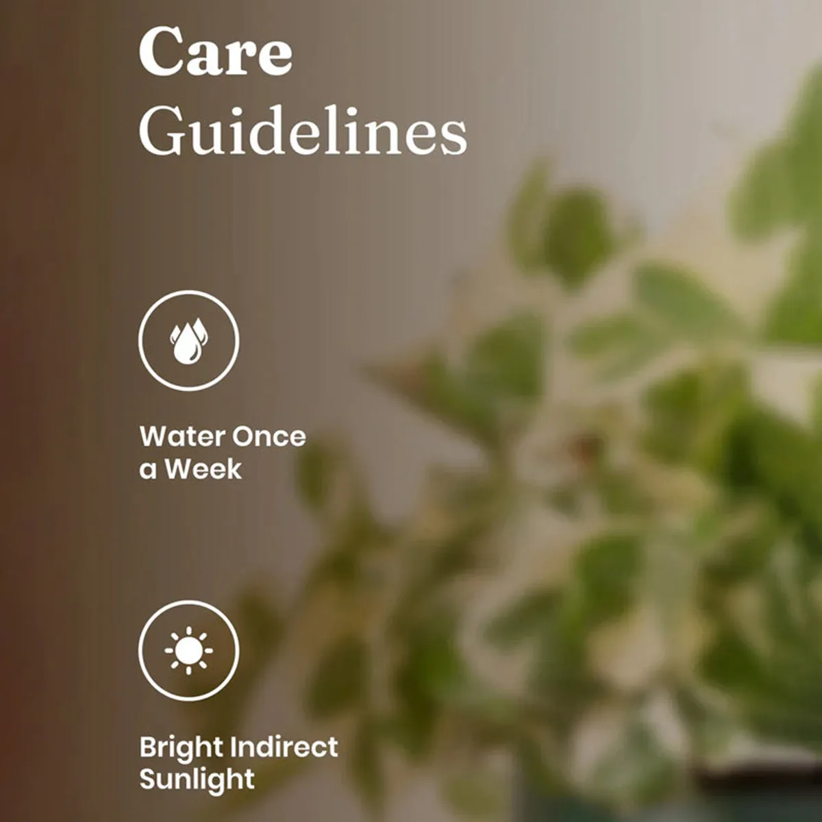Money plant care graphic with a softly blurred plant in the background.