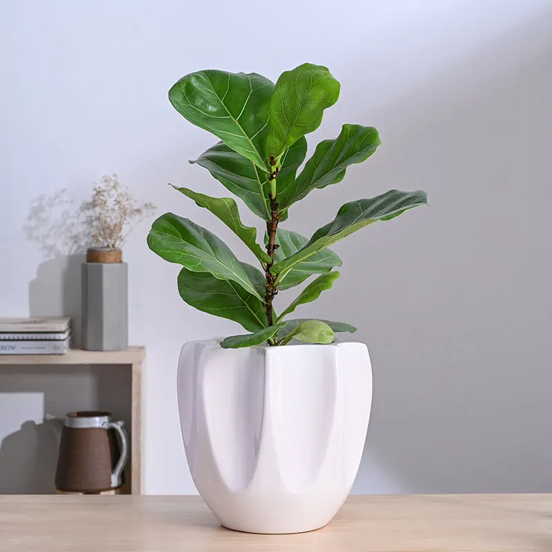 Ugaoo Pebble Pod Ceramic Planter - White media 2