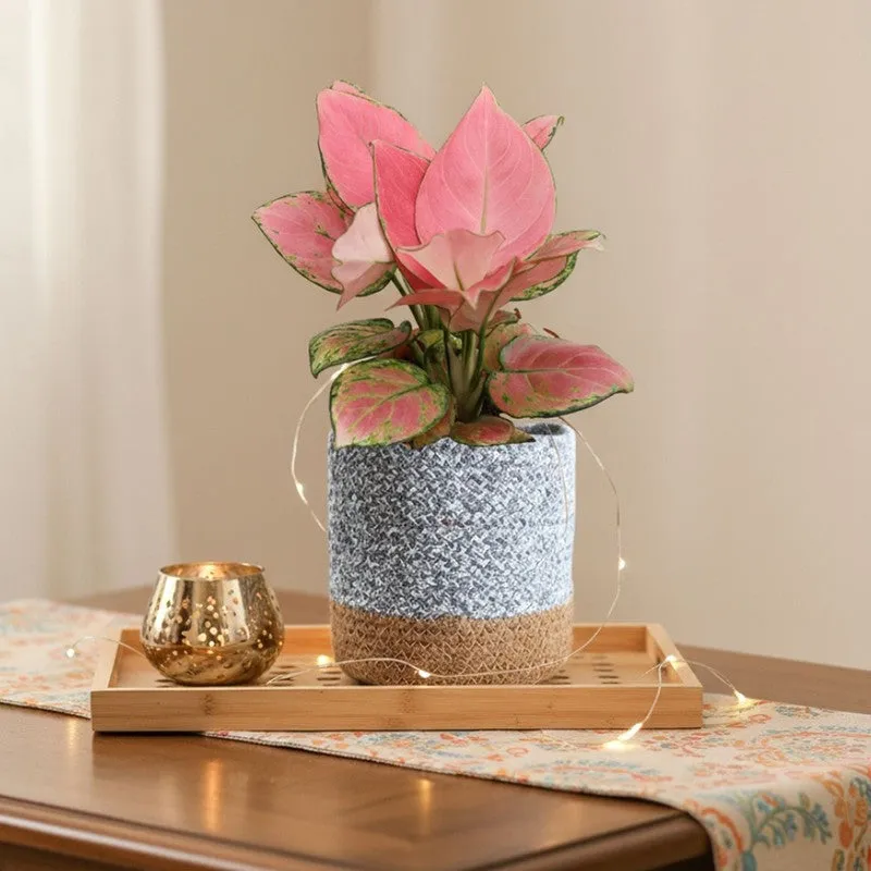 Greenkin Aglaonema Pink Live Plant with Jute Planter - Grey media 1