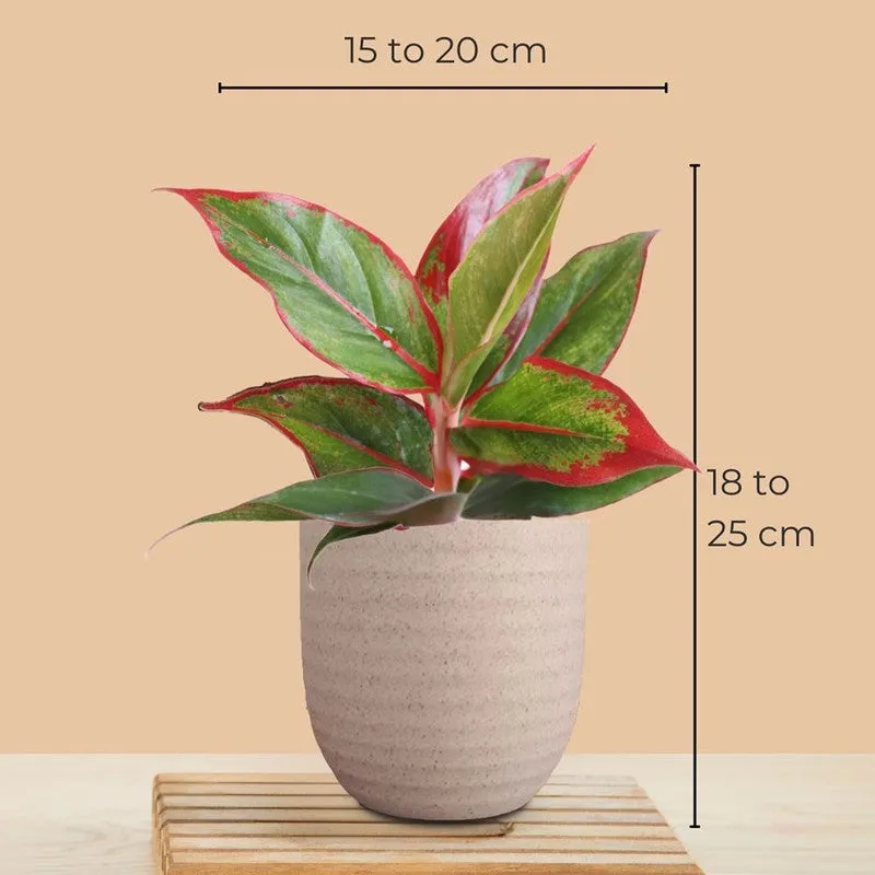 Greenkin ZZ & Aglaonema Lipstick Live Plants (Ivory) - Set Of Two media 10