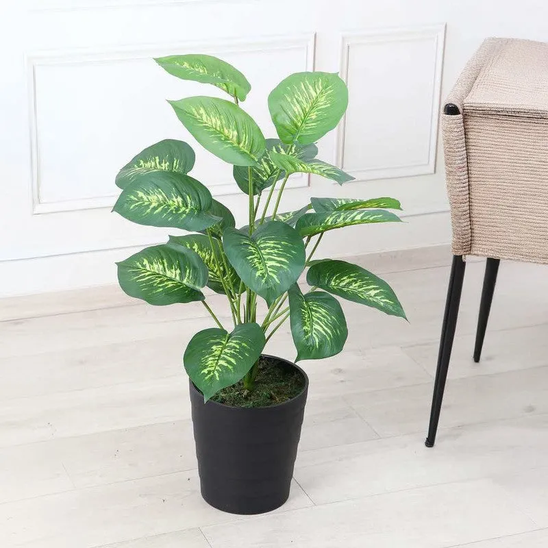 Evergreen Dieffenbachia Artificial Plant Without Pot - 2.3 Feet media 3