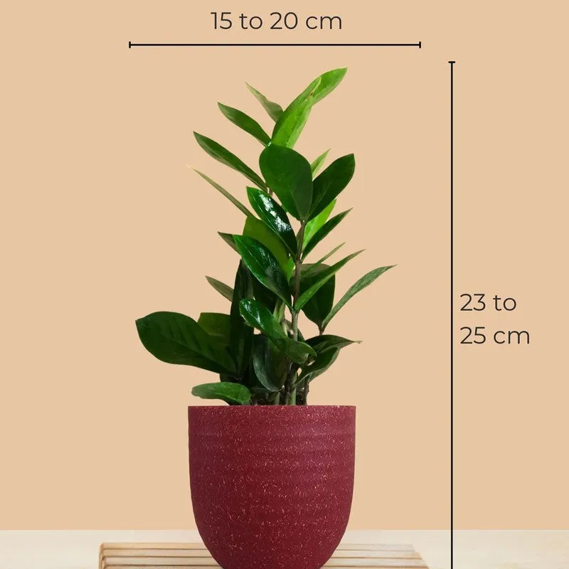 Greenkin Golden Pothos Live Plants (Red) - Set Of Two media 10