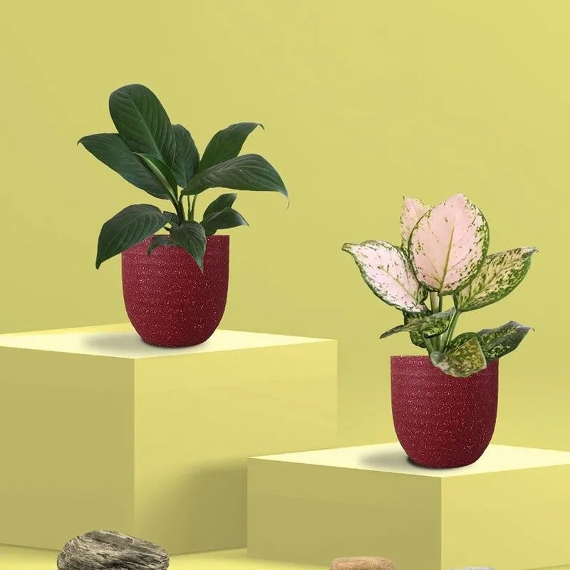 Greenkin Aglaonema Wishes & Lily Live Plants (Red) - Set Of Two media 3