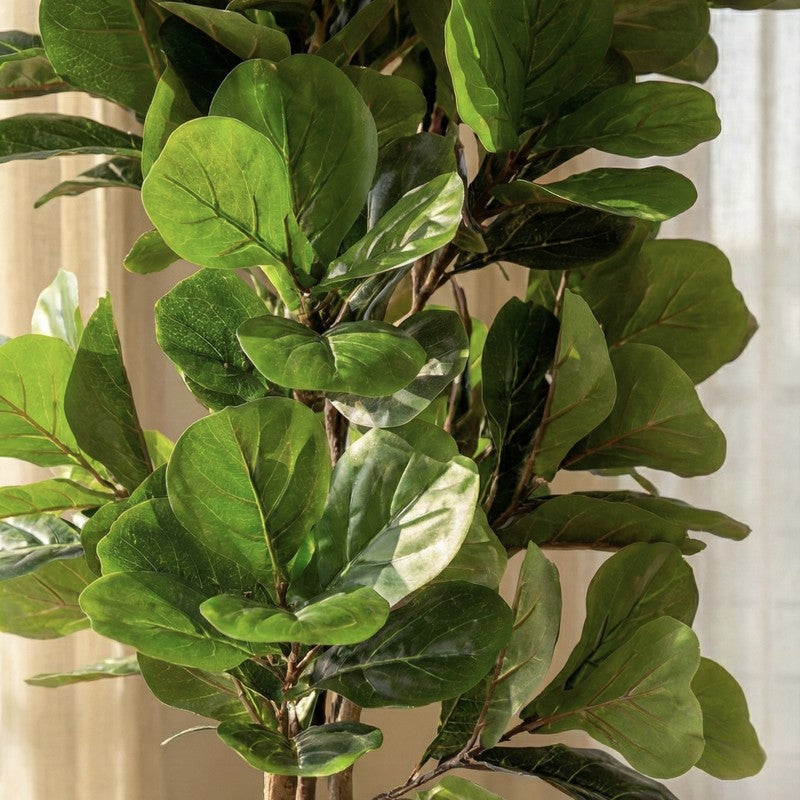 Tropella Fiddle Fig Plant With Black Plastic Pot - 3.9 ft media 5