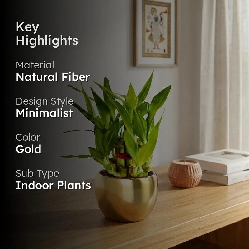 Greenkin 2-Layer Lucky Bamboo Live Plant media 2