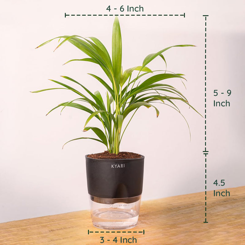 Kyari Areca Palm With Self Watering Pot - Black media 7