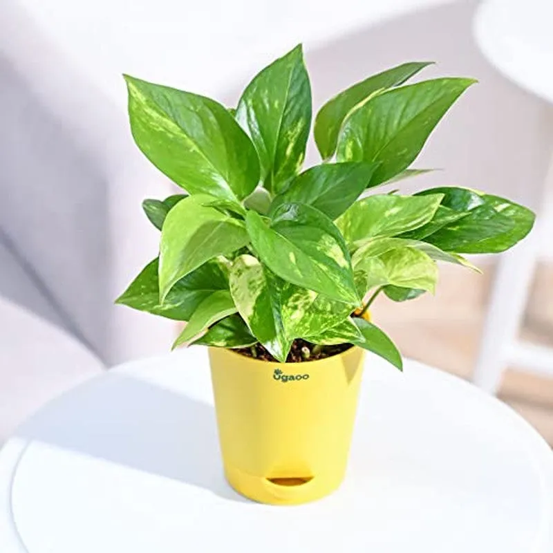 Ugaoo Money Plant Variegated media 3