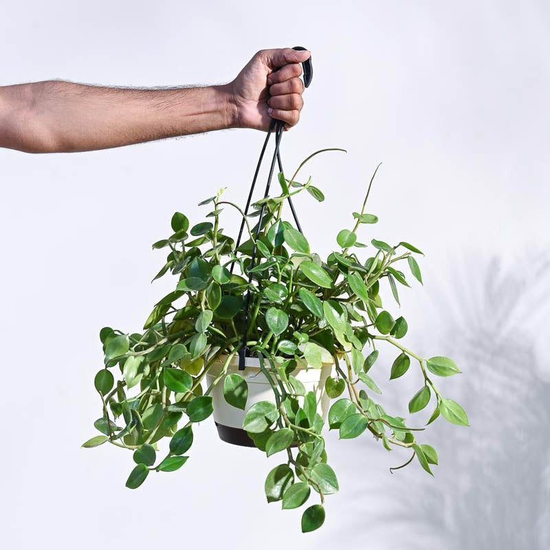 Live Plants