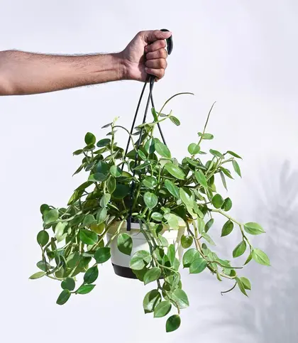Live Plants
