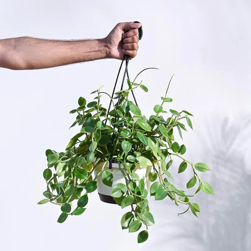 Ugaoo Peperomia Green Creeper with Hanging Planter media 1