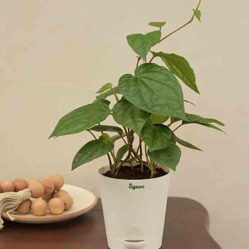 Ugaoo Betel Leaf Plant (Magai Paan) media 5