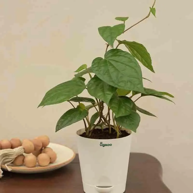 Ugaoo Betel Leaf Plant (Magai Paan) media 5
