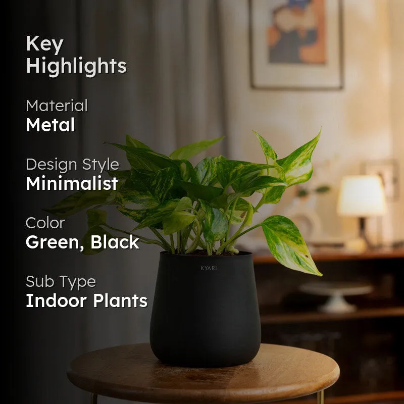 Kyari Golden Pothos With Metal Self Watering Pot (Jet Black) - 1 Foot media 2