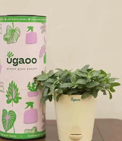 Live Plants