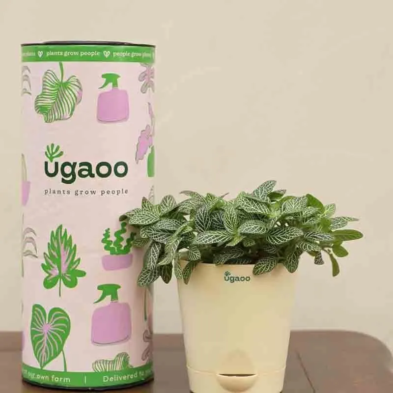 Ugaoo Fittonia Green Plant (Nerve Plant) media 1