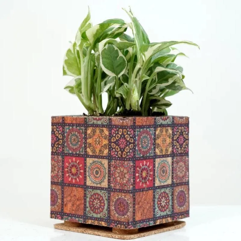 Corklandia Planter media 4