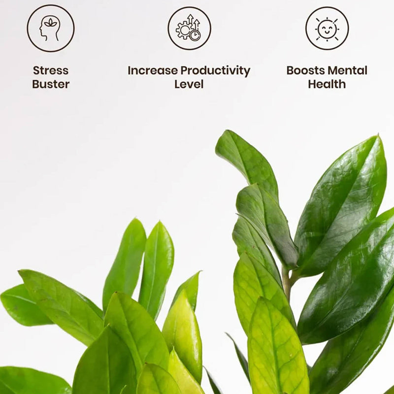 Kyari Zamioculcas Zamiifolia (ZZ) Plant With Self Watering Pot (Grey) - 18 cm media 4