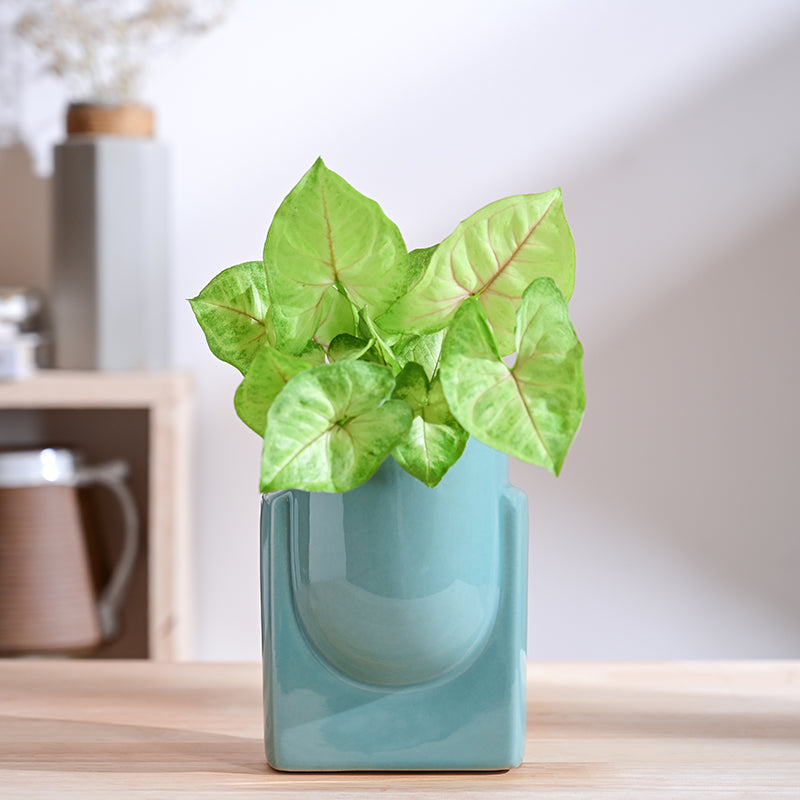 Ugaoo Minimalica Ceramic Planter - Aqua Green media 2