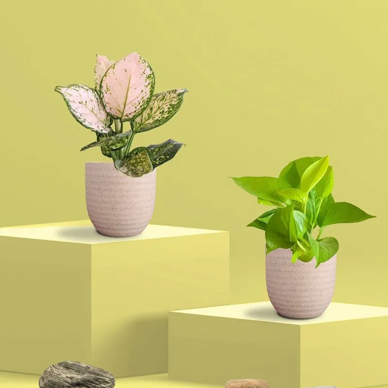Greenkin Aglaonema Wishes & Golden Pothos Live Plants (Ivory) - Set Of Two media 3
