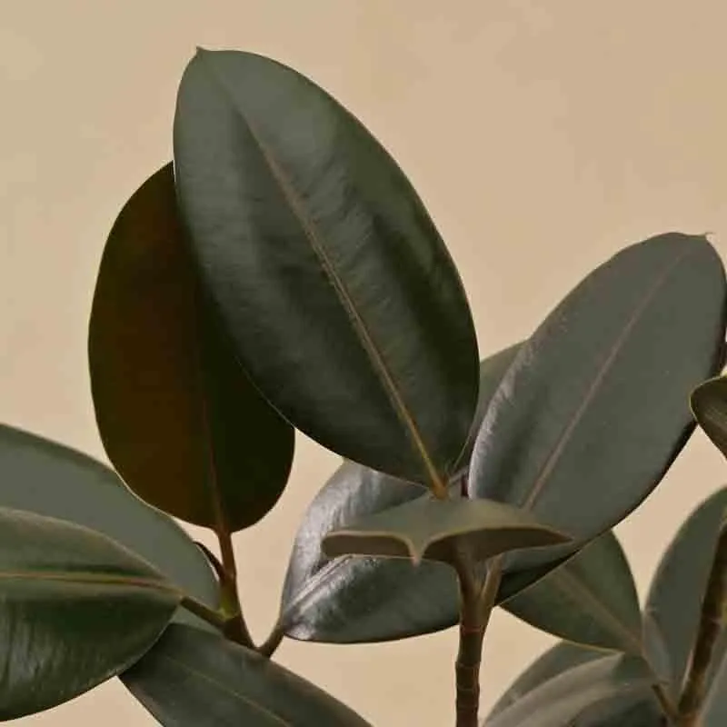 Ugaoo Rubber Plant - Large media 3