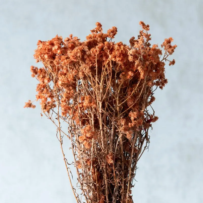 Gypso Glam Dried Flower Bunch - Honey media 3
