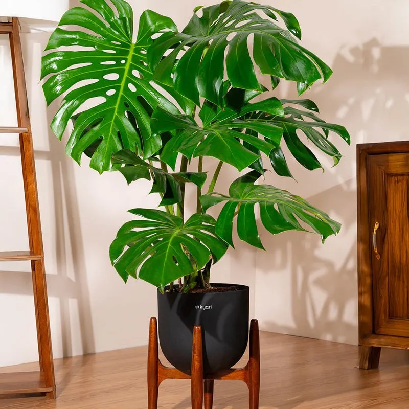 Kyari Monstera Deliciosa Plant With Metal Self Watering Pot (Green) - 3 Feet media 1