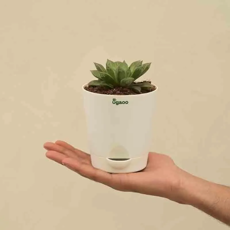 Ugaoo Haworthia Maculata Plant media 1