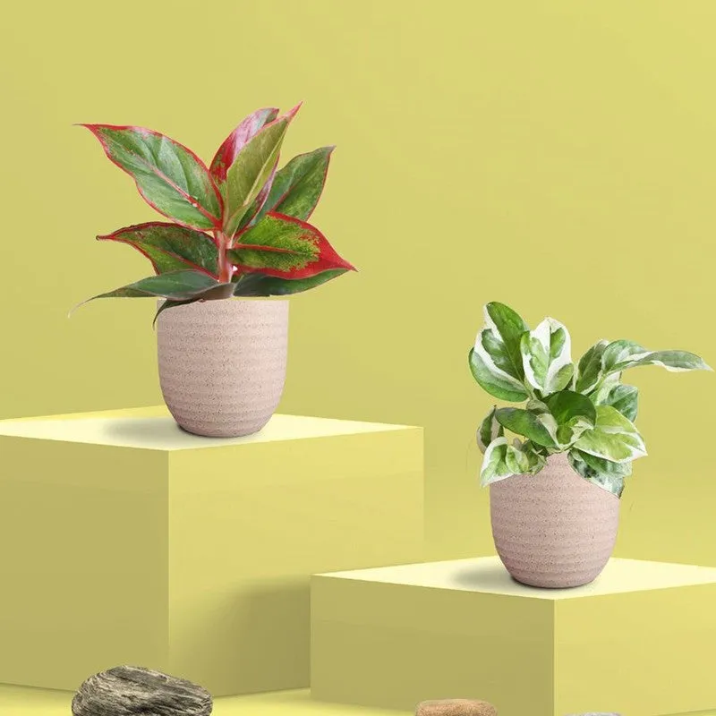 Greenkin Aglaonema Lipstick & Njoy Live Plants (Ivory) - Set Of Two media 3