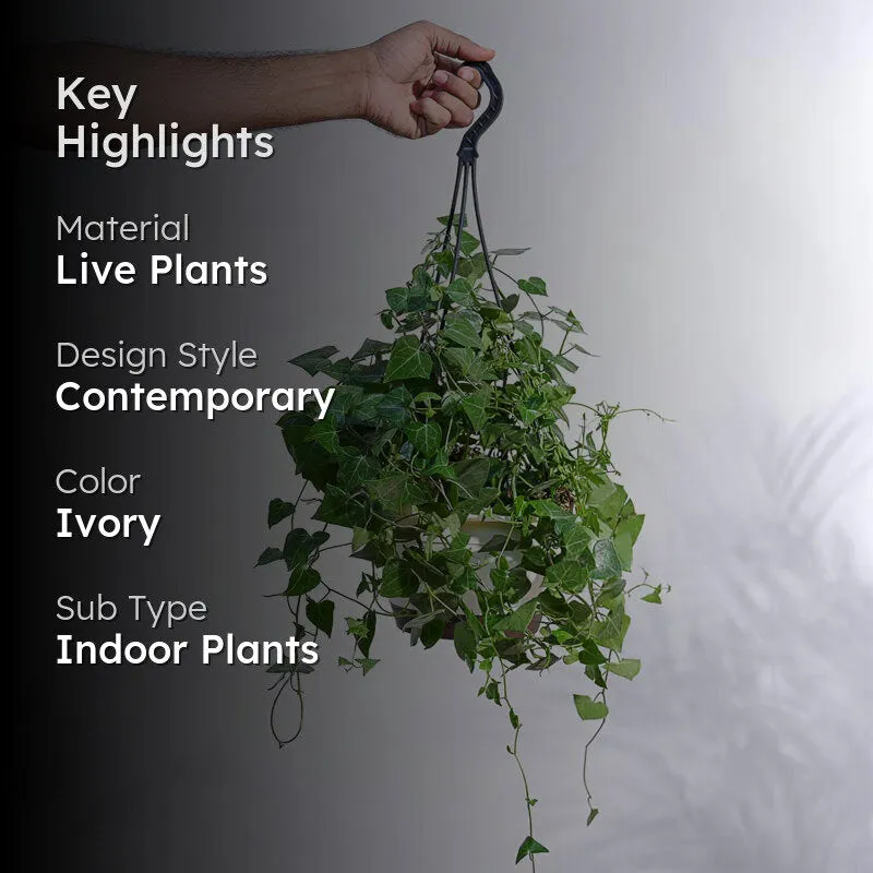 Ugaoo English Ivy Plant In Hanging Planter media 2