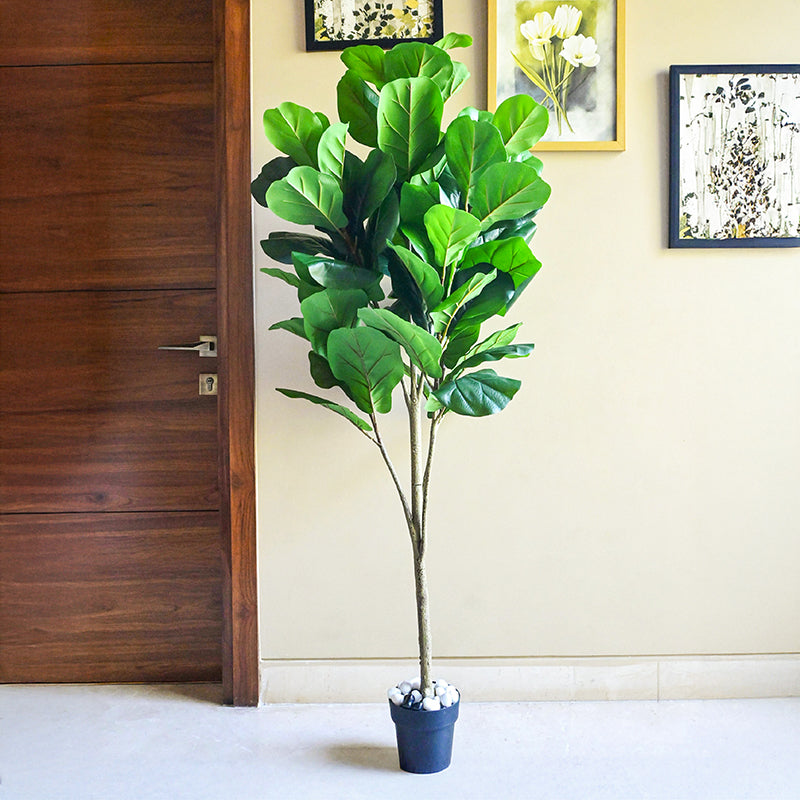 Aveli Artificial Fig With Black Plastic Pot - 80 cm (2.6 ft) media 3