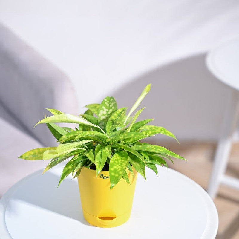 Ugaoo Dracaena Golden Milky Plant media 6