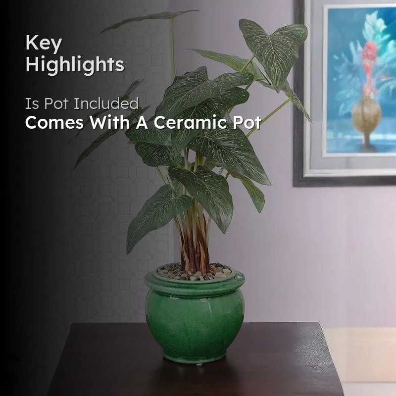Faux Caladium Bonsai In Ceramic Pot (59 cms) - Green media 2